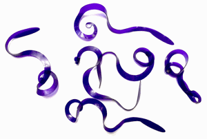 Bild på Kiley's Slow Rolla Tails Medium (Purple)