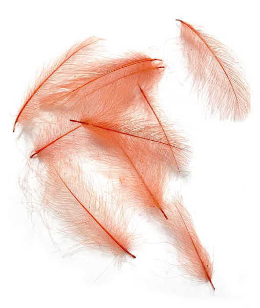 Bild på Swiss CDC Feathers Ultra Select XL