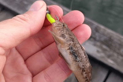 En introduktion till Light Rock Fishing