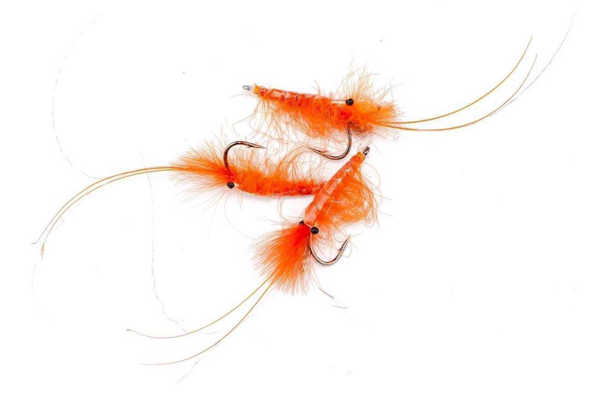 Bild på CDC Shrimp Orange #8