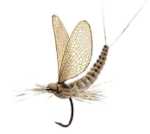 Bild på Json Realistic Wing Mayfly Olive (24 par)