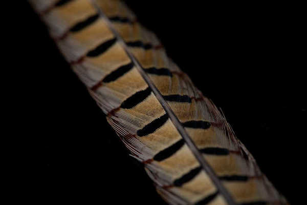 Bild på Ring Neck Cock Pheasant Tail Natural
