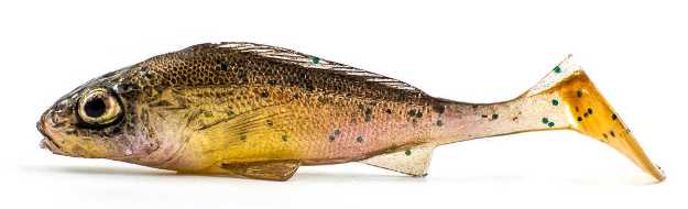 Bild på Angry Lures Ruffe Natural 10cm